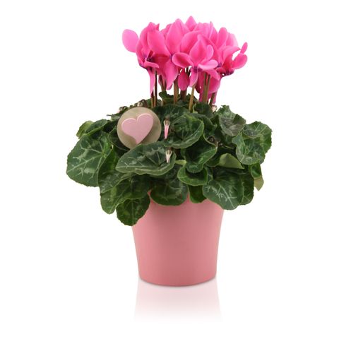 Cyclamen persicum SUPER SERIE S ALLURE MIX