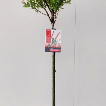 Salix integra 'Flamingo'