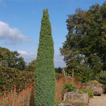 Juniperus communis 'Suecica'