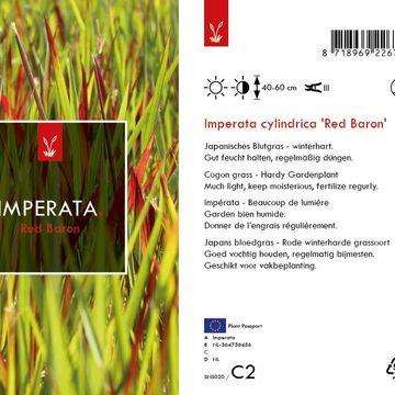 Imperata cylindrica 'Red Baron'