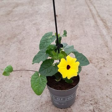 Thunbergia alata 'Yellow Dark Eye'