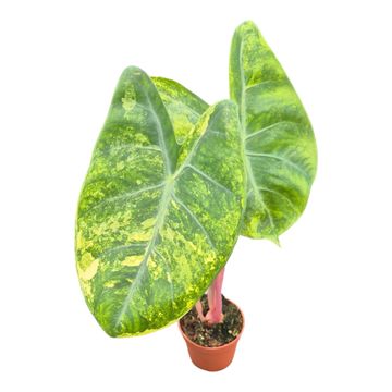 Alocasie 'Pink Dragon Variegata'