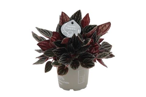 Peperomia caperata 'Montevideo'