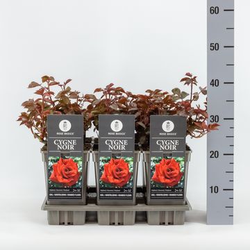 Rosa 'Cygne Noir'