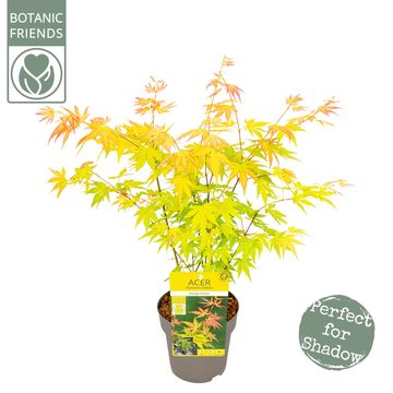 Acer palmatum 'Orange Dream'