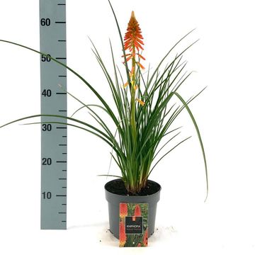 Kniphofia 'Papaya Popsicle'