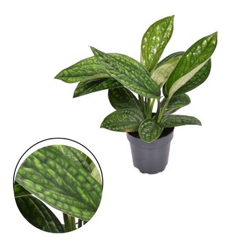 Epipremnum pinnatum MARBLE PLANET