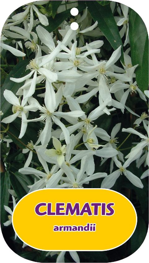 Clematis armandii