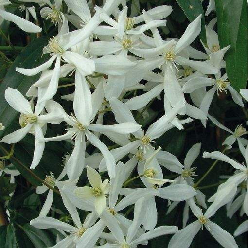 Clematis armandii