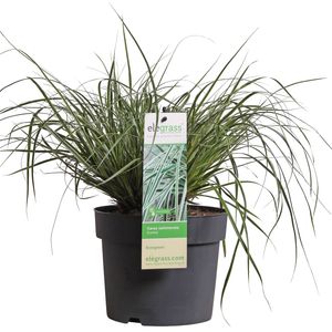 Carex oshimensis EVERCOLOR EVEREST