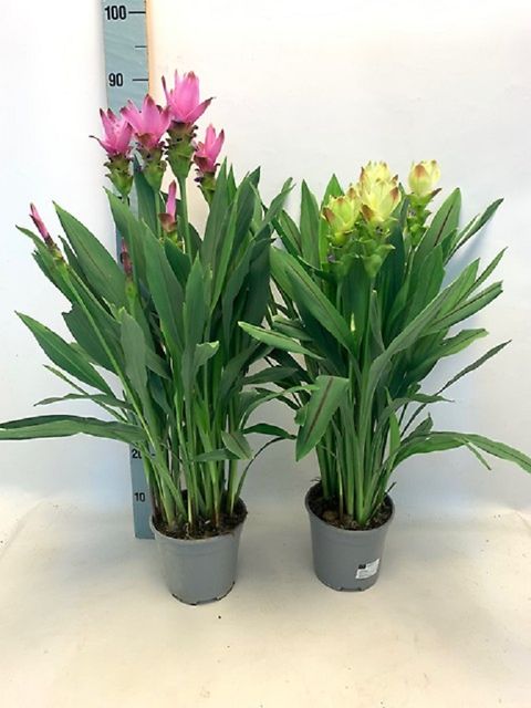 Curcuma MIX