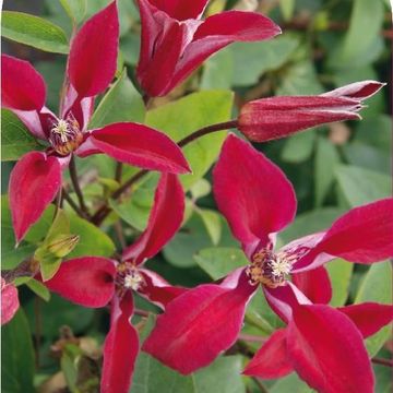 Clematis 'Gravetye Beauty' (T)