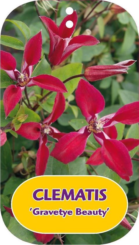 Clematis 'Gravetye Beauty' (T)