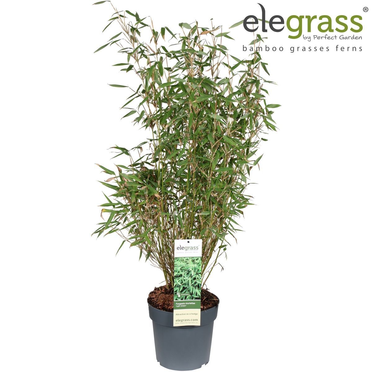 Fargesia murieliae 'Light Green' — Plant Wholesale FlorAccess