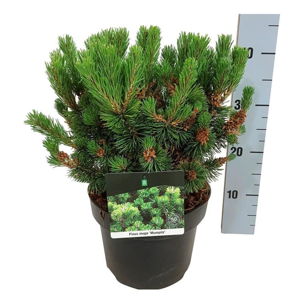 Pinus mugo 'Mumpitz' — Plant Wholesale FlorAccess