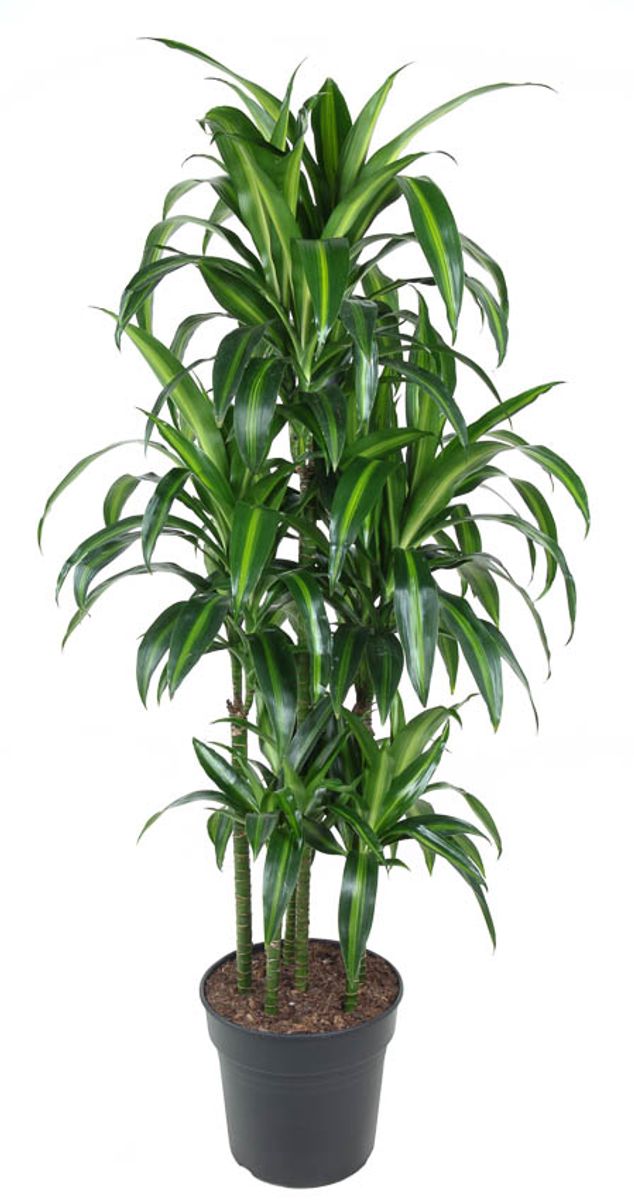 Dracaena fragrans 'Hawaiian Sunshine' — Plant Wholesale FlorAccess