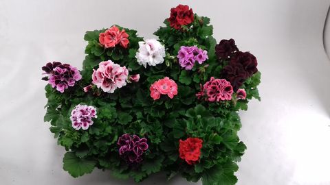 Pelargonium MIX