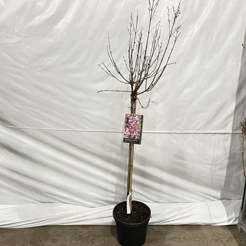 Syringa BLOOMERANG PINK PERFUME