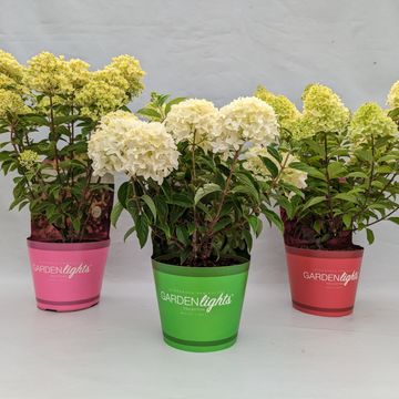Hydrangea paniculata MIX