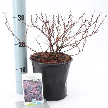 Berberis thunbergii 'Atropurpurea Nana'