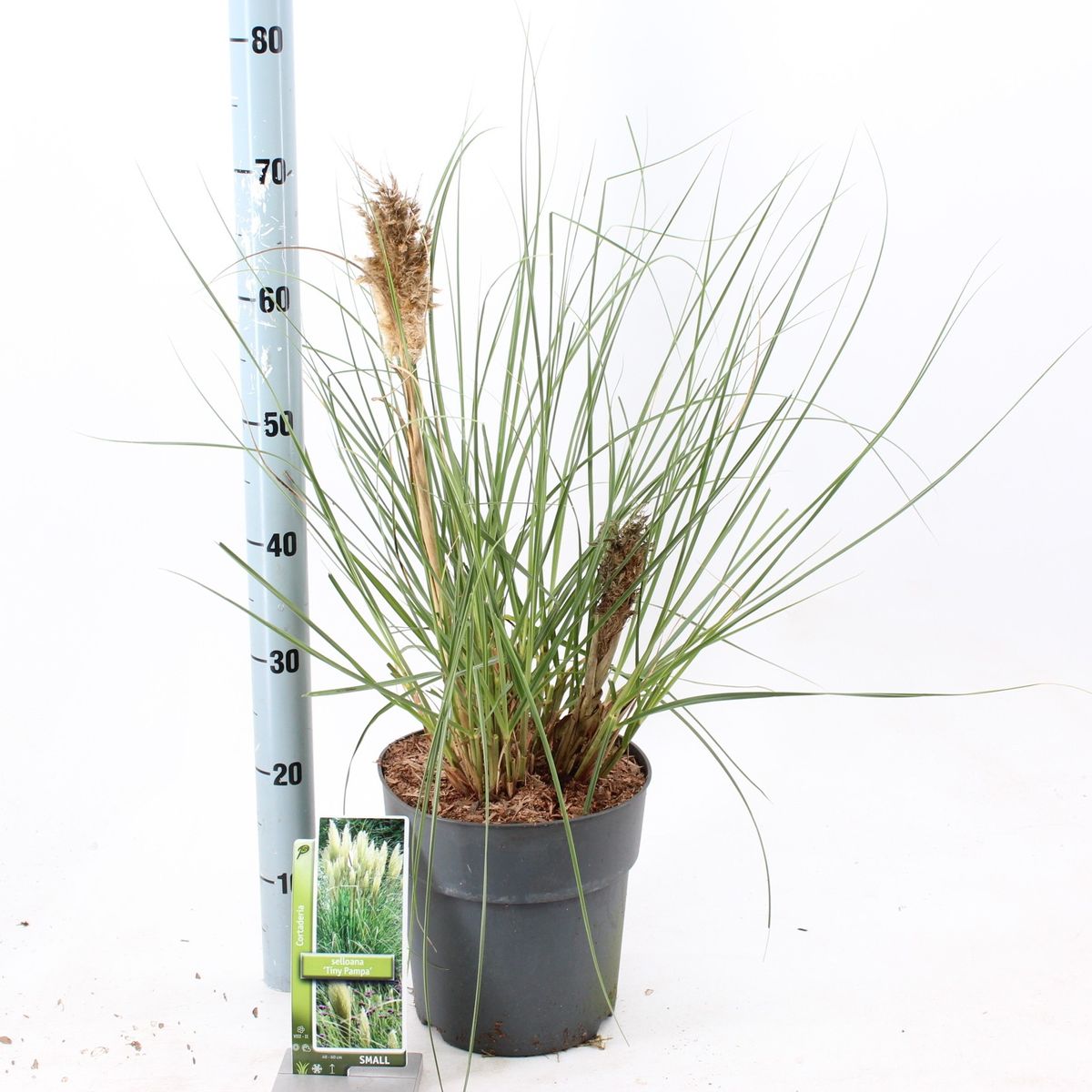 Cortaderia selloana TINY PAMPA — Plant Wholesale FlorAccess