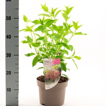 Hydrangea paniculata 'Phantom'