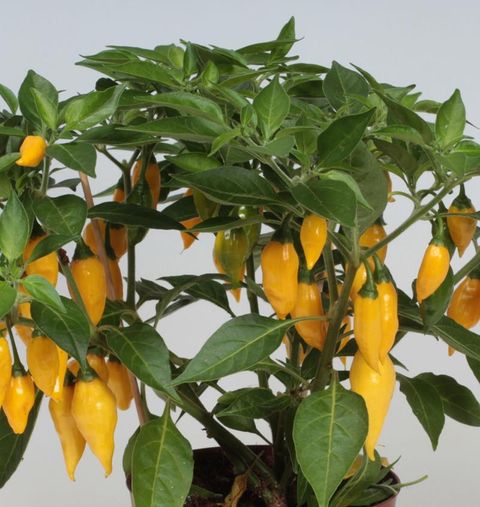 Capsicum chinense 'Habanero Lemon'