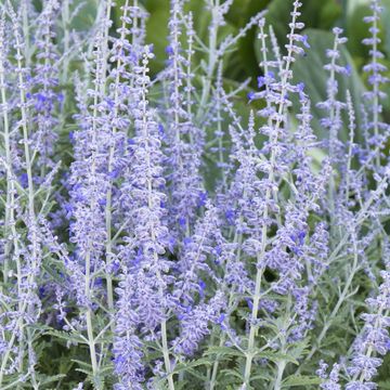 Perovskia atriplicifolia LACEY BLUE