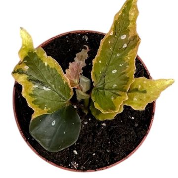 Begonia 'Dainty Spray Sport Variegata'