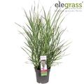 Panicum virgatum PURPLE BREEZE