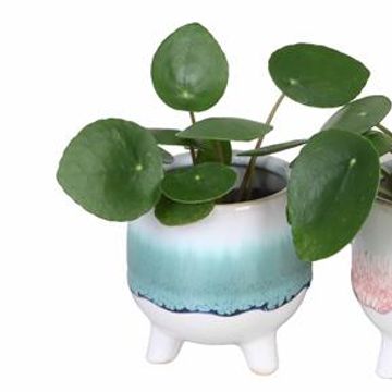 Pilea peperomioides