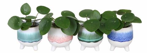 Pilea peperomioides