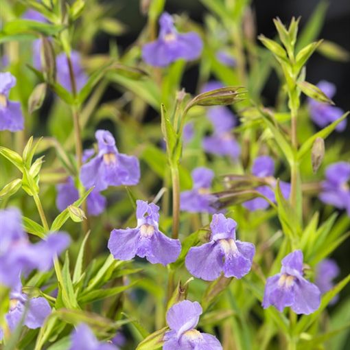 Mimulus ringens