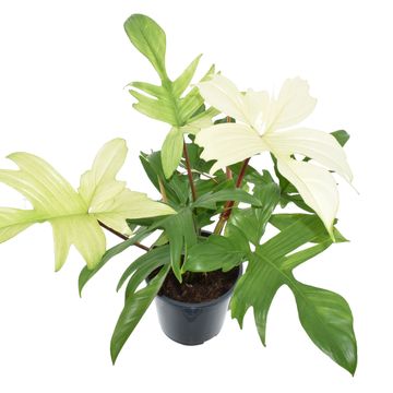 Philodendron FLORIDA GHOST