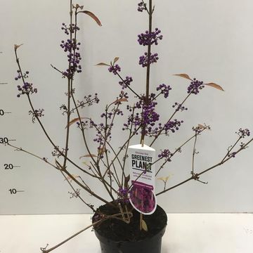 Callicarpa bodinieri 'Profusion'