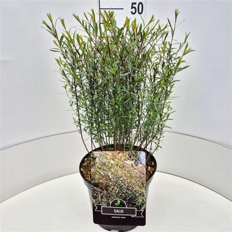 Salix purpurea 'Nana'