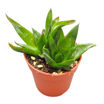 Gasteria 'Lady Marian'