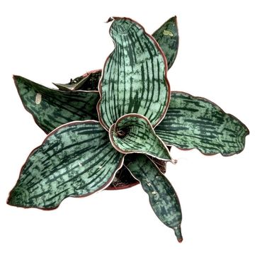 Sansevieria 'Cleopatra'