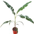 Musa 'Florida Variegata'