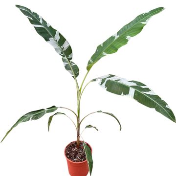 Musa 'Florida Variegata'