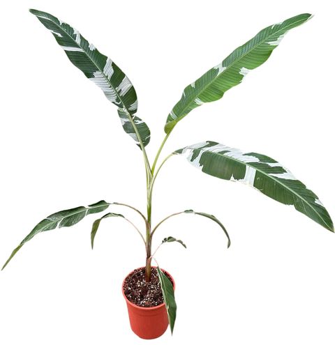 Musa 'Florida Variegata'