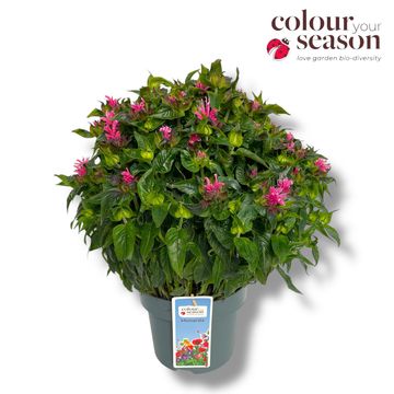 Monarda 'Bubblegum Blast'