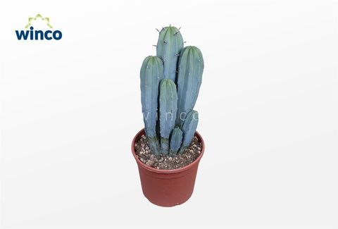 Myrtillocactus geometrizans