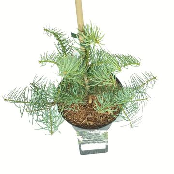 Abies concolor 'Archer's Dwarf'