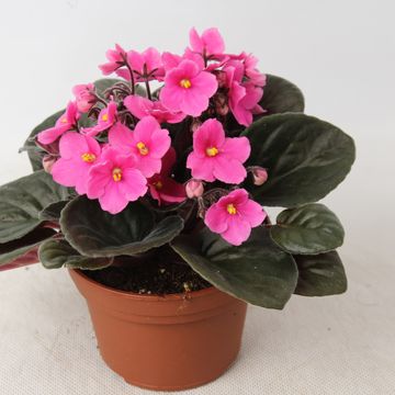 Saintpaulia 'Maxi Lena'