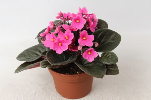 Saintpaulia 'Maxi Lena'