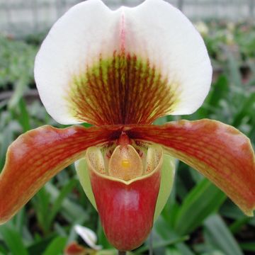 Paphiopedilum 'Harbur Comet'