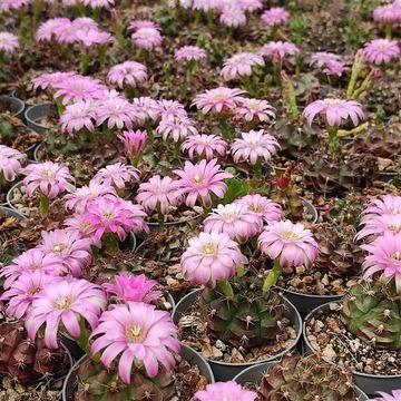 Gymnocalycium damsii
