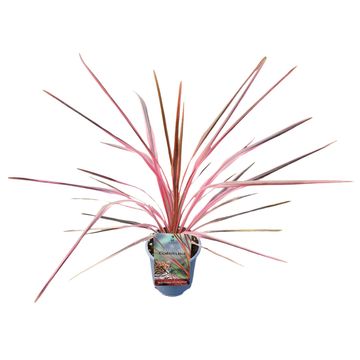 Cordyline australis 'Southern Splendour'