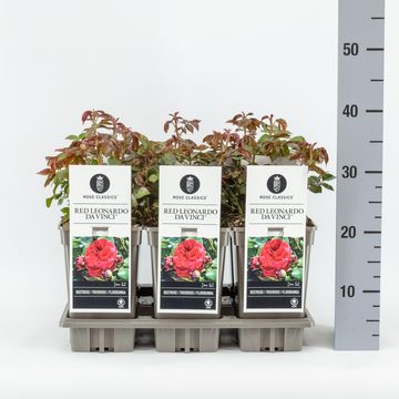 Rosa RED LEONARDO DA VINCI